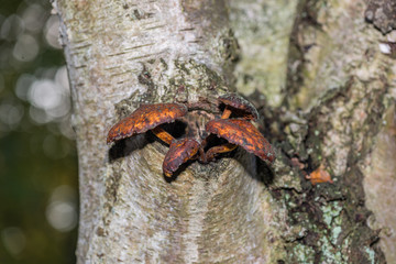 Photo by Rien Janssen (www.rienjanssen.com)