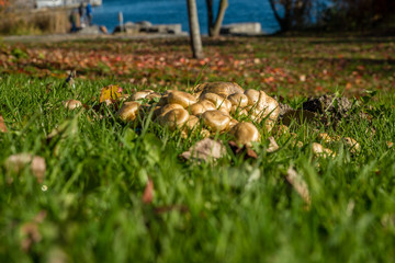 macro photograph close up of beautiful mushrooms in the woods in autumn