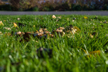 macro photograph close up of beautiful mushrooms in the woods in autumn