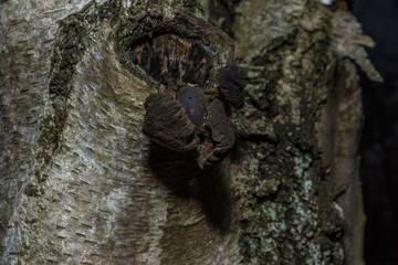 macro photograph close up of beautiful mushrooms in the woods in autumn