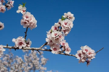 Almendros en flor. Flor de almendro