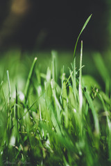 green grass with water drops