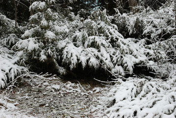 Snow covered forest in winter
