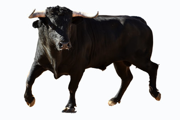 toro español en plaza de toros en un tradicional espectaculo