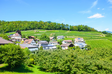 Fototapeta na wymiar Picturesque Alpine village Spiez in Switzerland with green vineyards on the slopes photographed on a sunny summer day. The small city is located by Thun Lake in Bernese Oberland. Swiss landscape