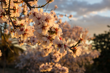 Almendros en flor. Flor de almendro