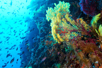 Fototapeta na wymiar Coral reef from lastovo, Croatia
