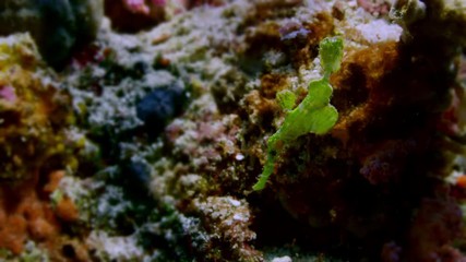 Green Robust Ghost Pipefish (Solenostomus cyanopterus) is swimming in a coral reef - close up, slow motion, Raja Ampat, Indonesia