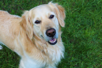 Young cute retriever. Close-up. Background.