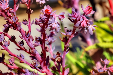 Close-up of tiny pink flowers on pink stems