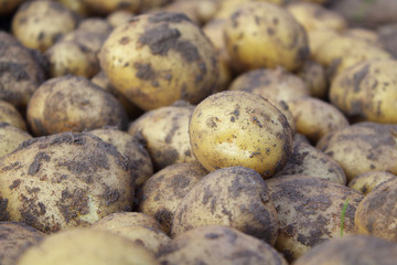 Fresh dug potatoes in a field on a farm. Close-up. Background. Texture.