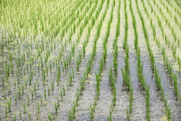 Rice cultivation / Japanese traditional farming and rice growth.