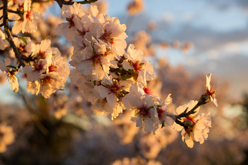 Almendros en flor. Flor de almendro