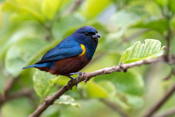 Colorful Chestnut-bellied Euphonia (Euphonia pectoralis) in the natural habitat, sitting on a branch in the Atlantic Forest of Brazil.