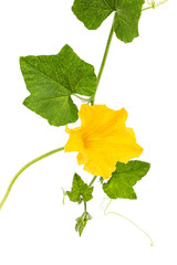 Yellow flower of pumpkin, isolated on white background