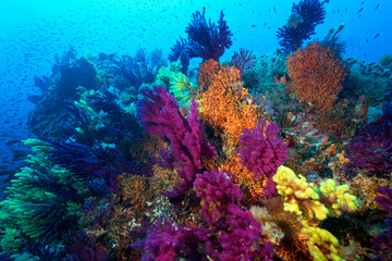 Naklejka na ściany i meble Coral reef from lastovo, Croatia