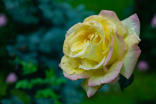 Seamless natural photo background with  beautiful yellow rose Gloria Dei after rain on blurred background garden. Floral pattern in yellow, green and blue for textile or wallpaper,from really nature