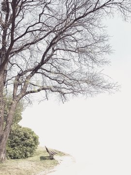 Park bench under a tree, South Korea