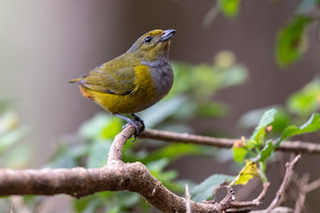 Colorful female Chestnut-bellied Euphonia (Euphonia pectoralis) in the natural habitat, sitting on a branch in the Atlantic Forest of Brazil.