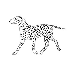 Vector hand drawn sketch doodle Dalmatian dog isolated on white background