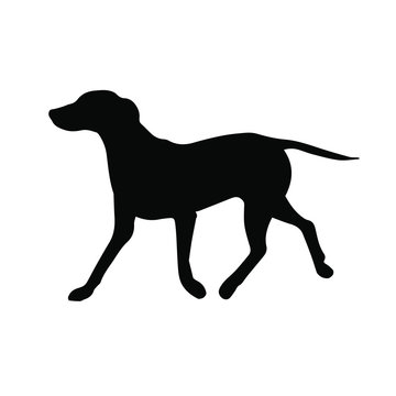 Vector black Dalmatian dog silhouette isolated on white background
