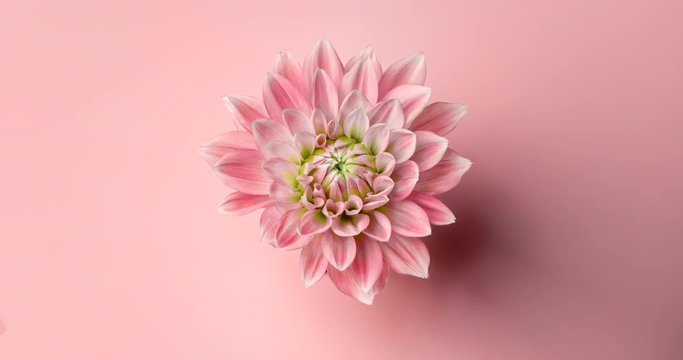 Time-lapse of opening dahlia flower 