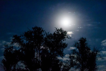 Silhouettes of the trees against night sky. Spooky landscape