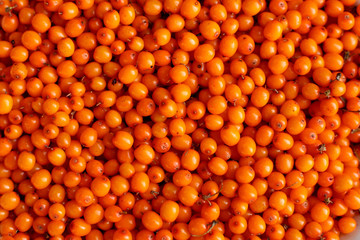 texture of sea buckthorn berries.
