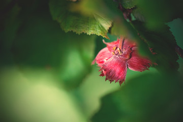 hazelnuts on a branch