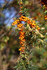 ripe sea buckthorn berries on the tree.