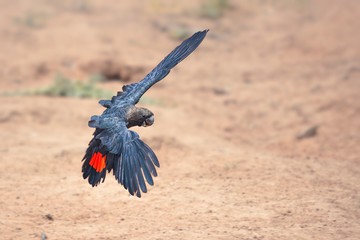Wild glossy black cockatoo (Calyptorhynchus lathami) in flight, New South Wales, Australia