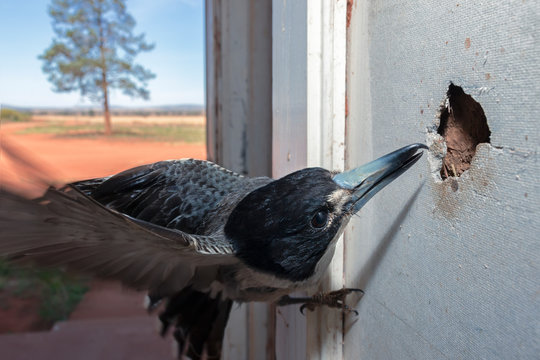 Grey butcherbird examining a hole in asbestos wall, Australia