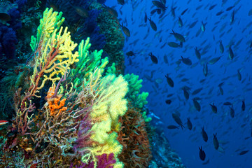 Fototapeta na wymiar Coral reef from lastovo, Croatia