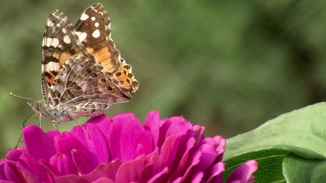 Distelfalter (Schmetterling) und pinke Zinnienbl&uuml;te
