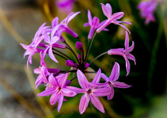 Lila Violette Blüten - close up - Makro