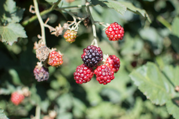 Blackberry fruits on plant with partially rippen state in pick your own farm