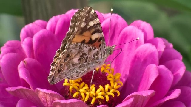 Ein Distelfalter in Gro&szlig;aufnahme auf den gelben Bl&uuml;tenf&auml;den einer pinken Zinnienbl&uuml;te