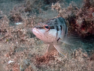 Painted Comber (Serranus scriba)