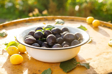Yellow and blue plum in a metal round plate on a yellow table in the garden. Horizontal shot. Fresh harvest. Rural life. The end of the summer.Beginning of autumn, fall.