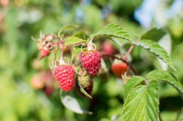 Raspberry fruit ripen on the plant in a fruit orchard