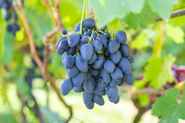  bunch of blue grapes on the vine and green leaves. Industrial Grape Garden