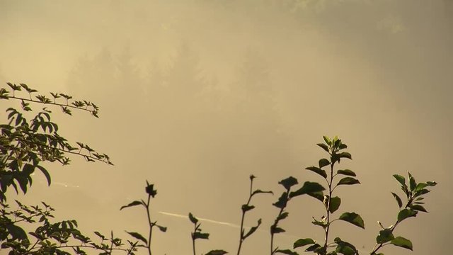 Schemenhaft ist hinter dem morgendlichen Nebel der Wald zu sehen
