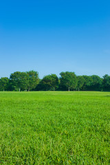 Fototapeta premium Park