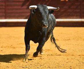 toro negro español