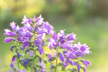 Flowers in the garden. Lilac 