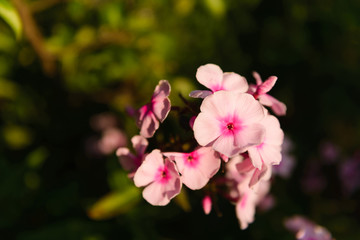 Phlox flowers. Pink phlox in macro mode.