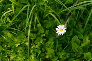 Chamomile flower. A lonely daisy in the green grass.