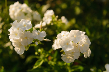 Phlox flowers. White phlox in macro mode.
