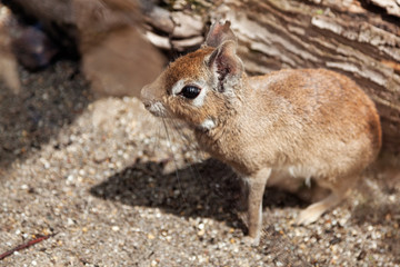 an animal that is a mixture between rabbit and rodent