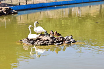 Swans rest on stone with ducks and turtles.